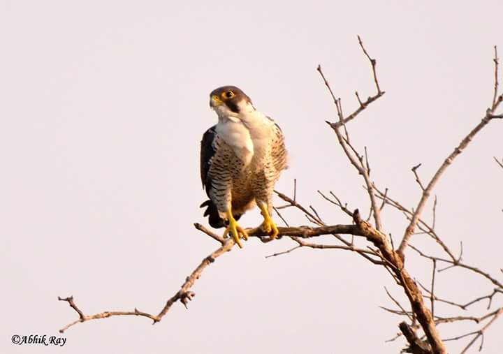 Sundarban